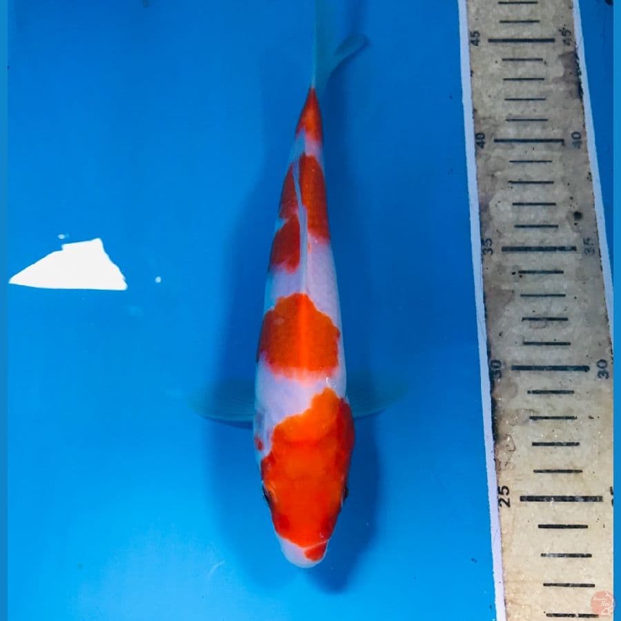 kohaku, 23 cm