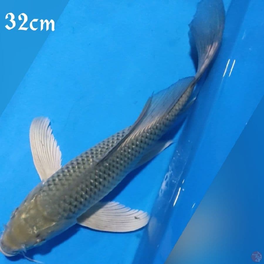 SORAGOI KUMPAY 32CM
