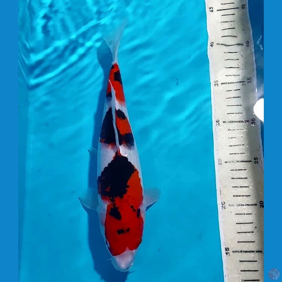 BLACK STRONG SHOWA 28 CM