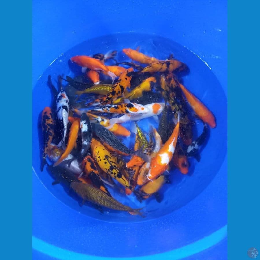 mix koi