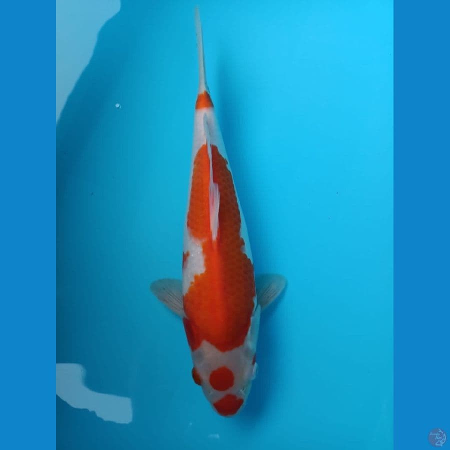 Kohaku Kucibeni 33cm Male
