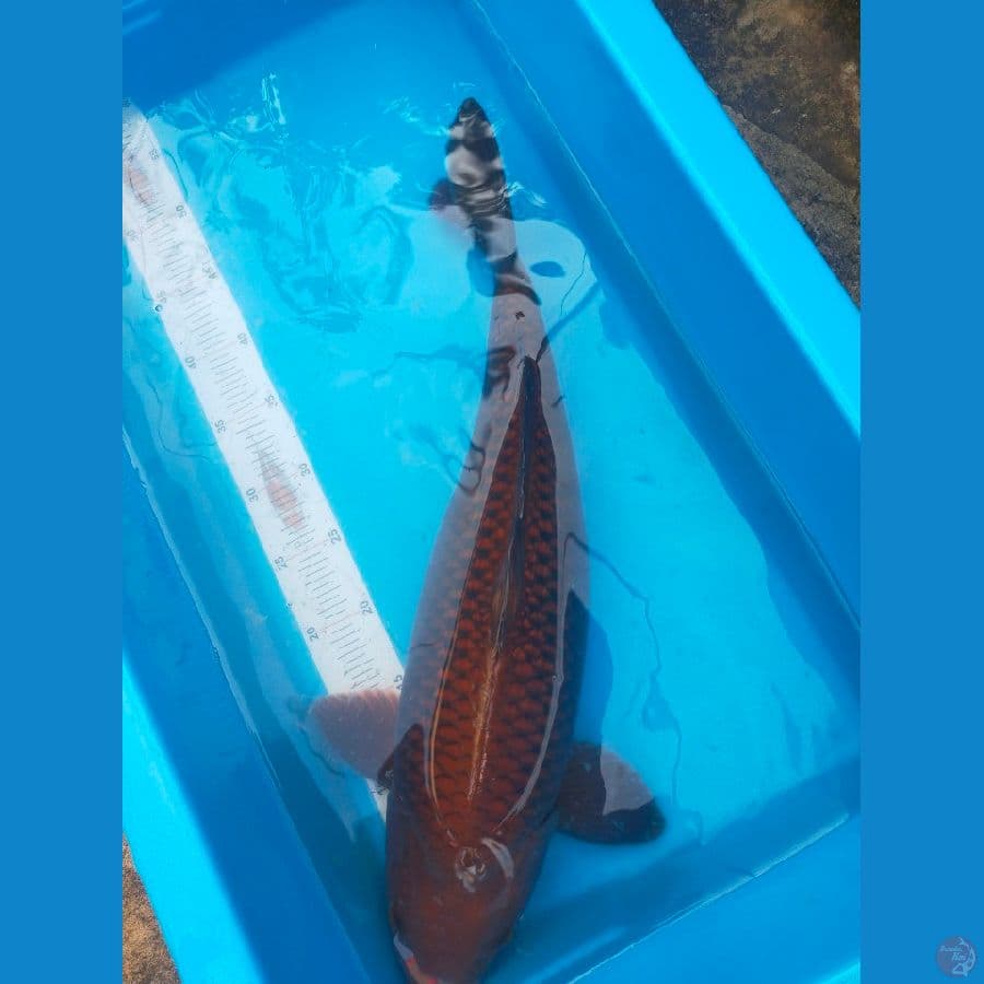 Chagoi tembaga Ginrin 50 cm SQ