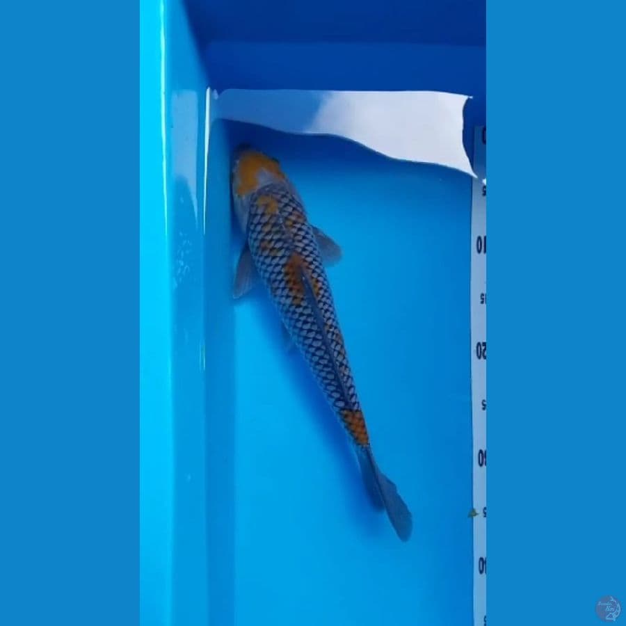 Ochiba 42 cm