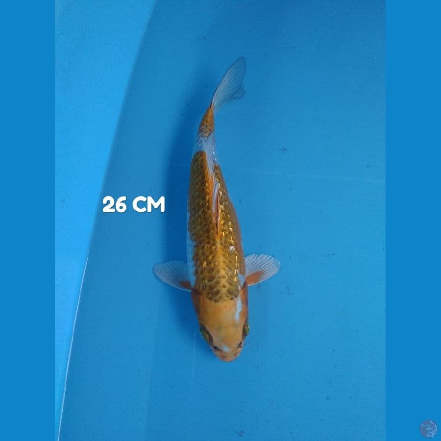 ginrin HQ 26 cm