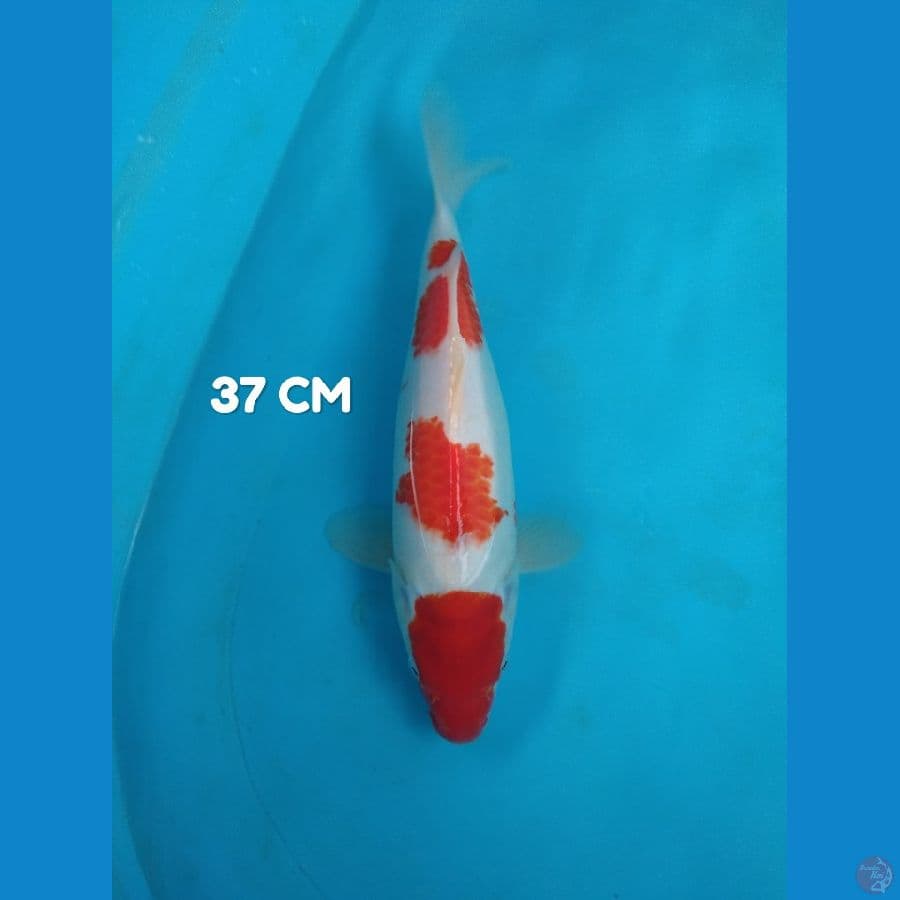 SANDAN, 37 CM ORI SQ