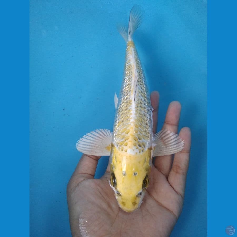 ginrin 24 cm