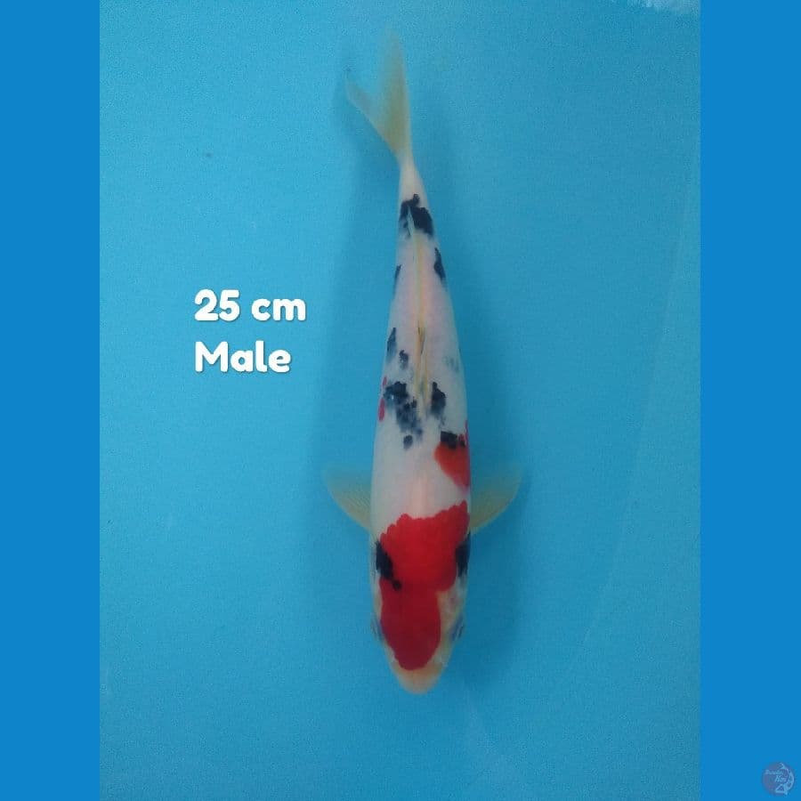 maruten sanke jantan 25 cm