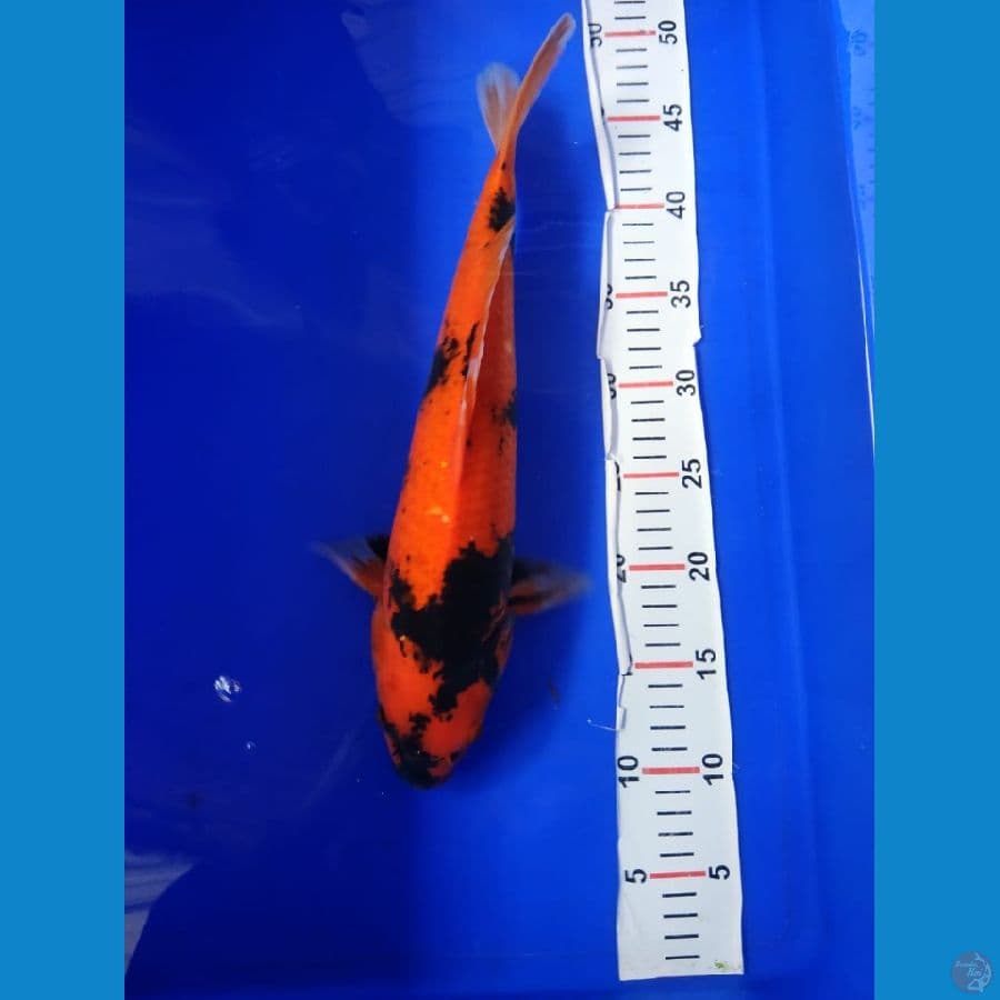 hi 38 cm