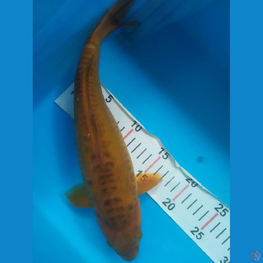 aragoke 33 cm