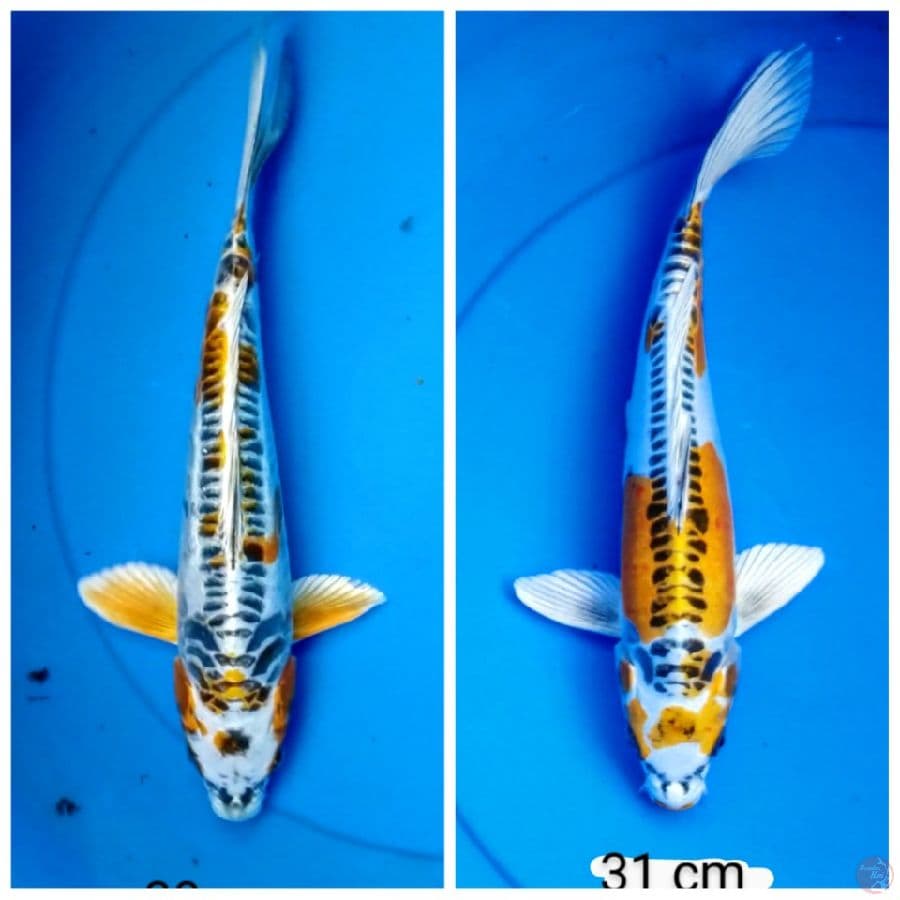 kiko 30-31 cm