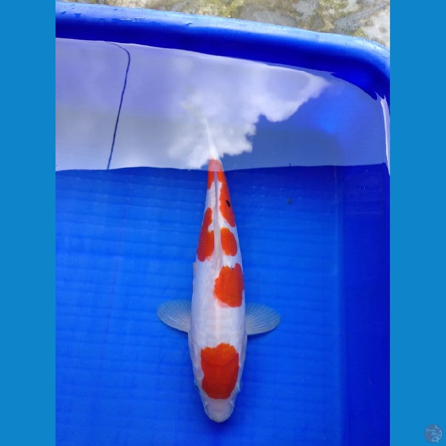 Maruten Kohaku 25 F