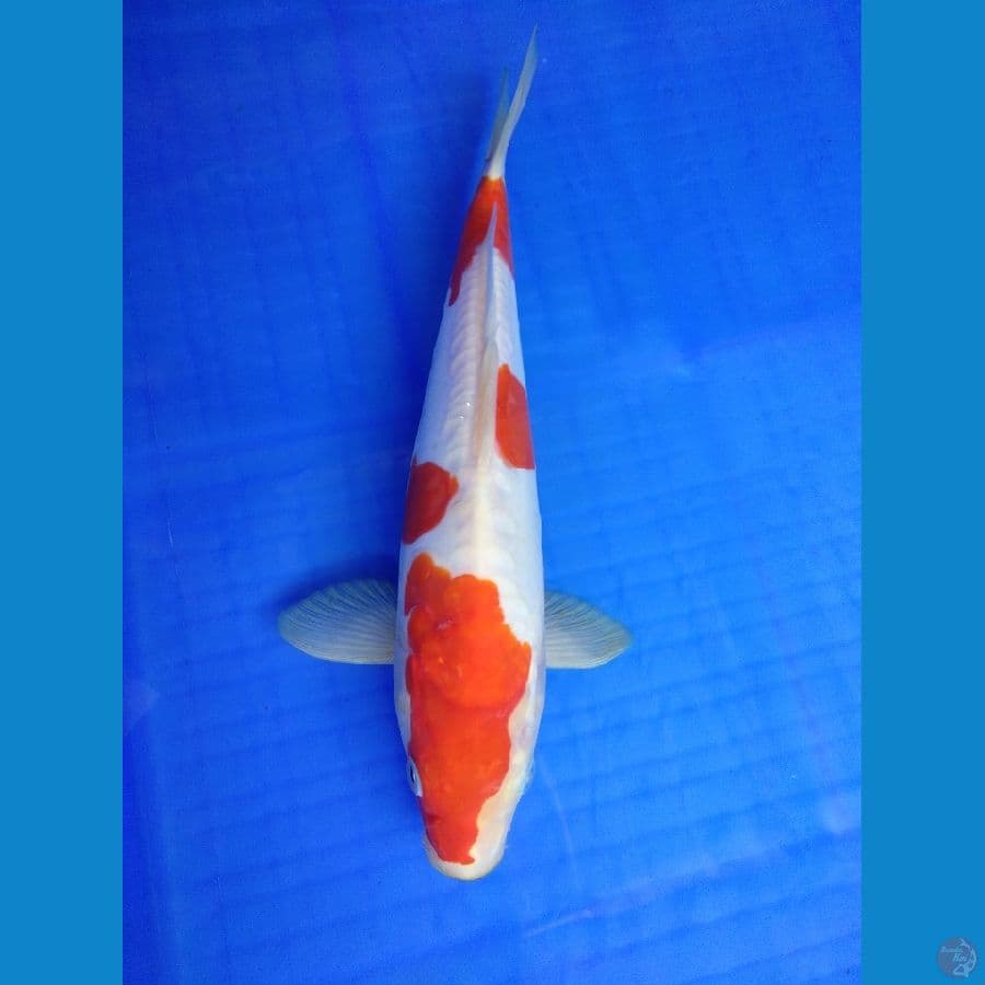 Kohaku 25 M