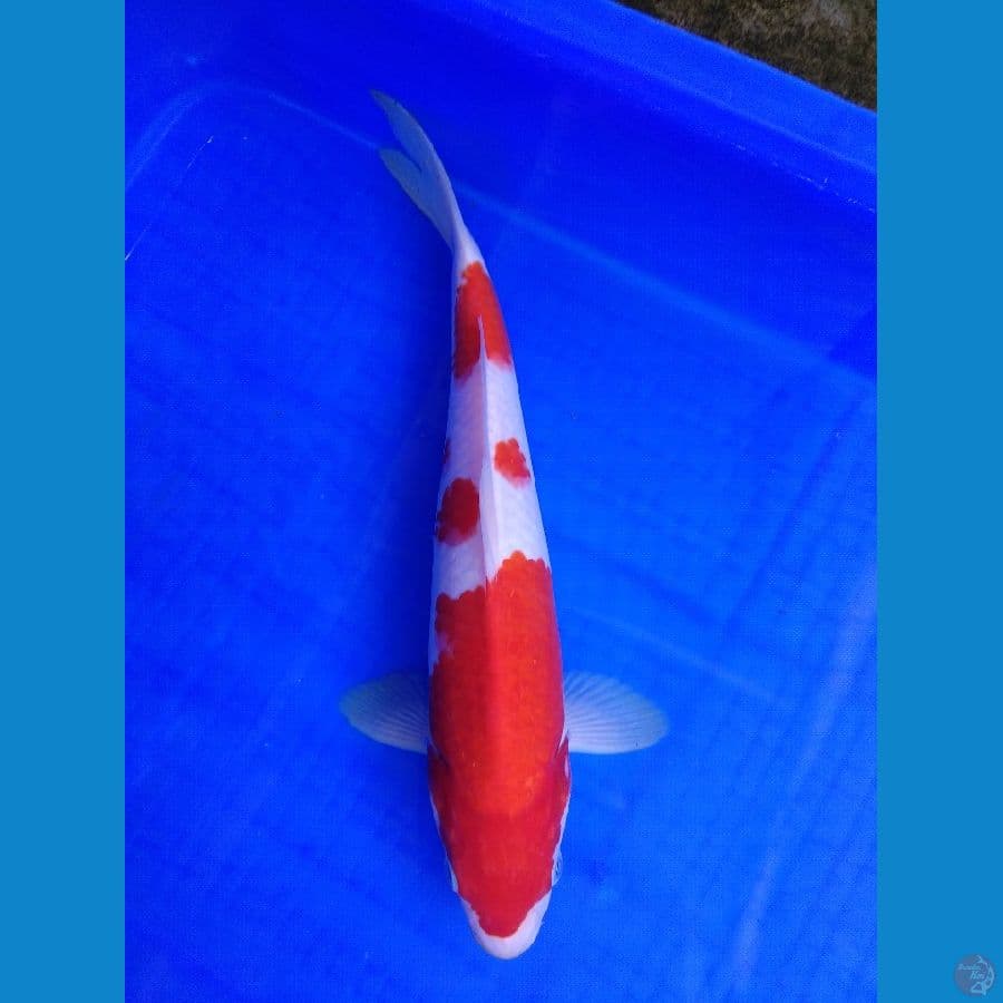 Kohaku 29 M