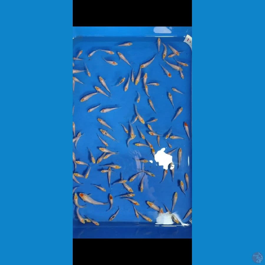 BURAYAK TANCHO 80EKOR 3-6CM