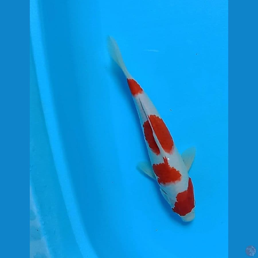 Kohaku