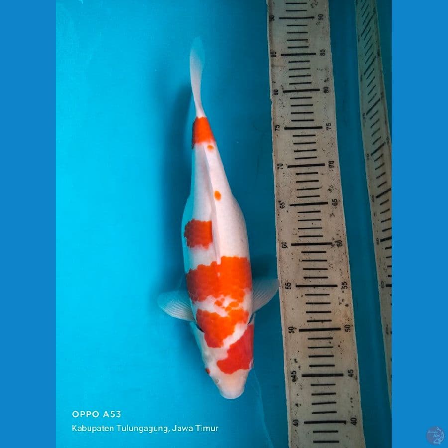 kohaku 38cm F