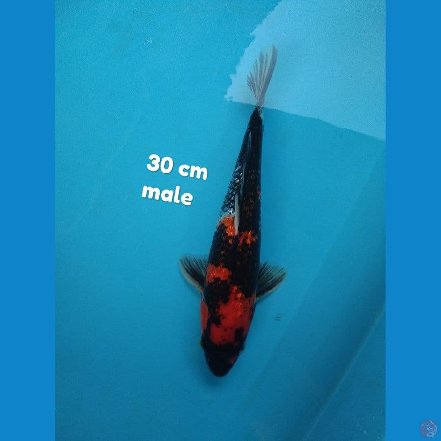 showa ginrin HQ jantan 30 cm