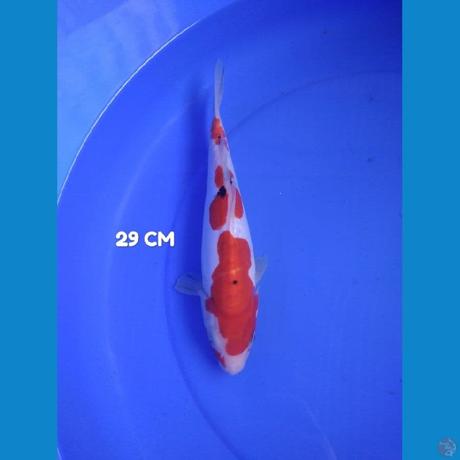sanke doitsu 3 step original 29 cm