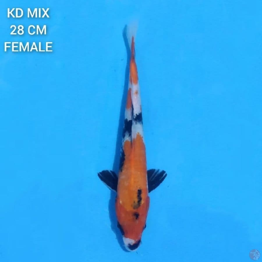 Showa 28cm Female