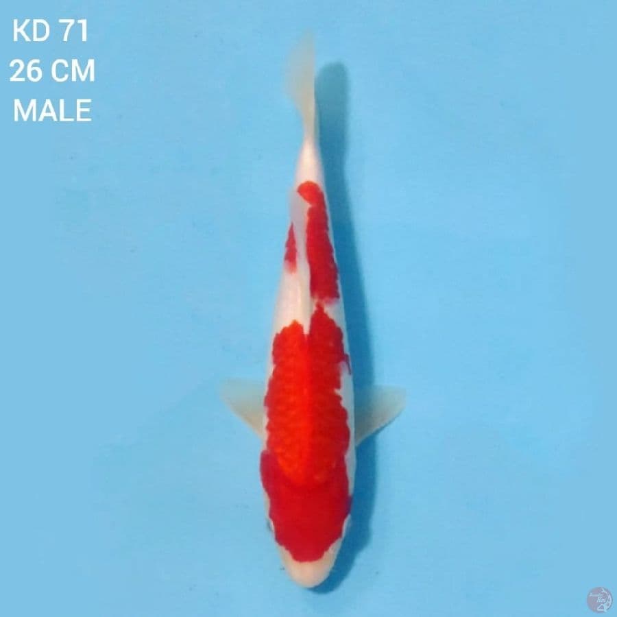 Kohaku Original HQ 26cm Male
