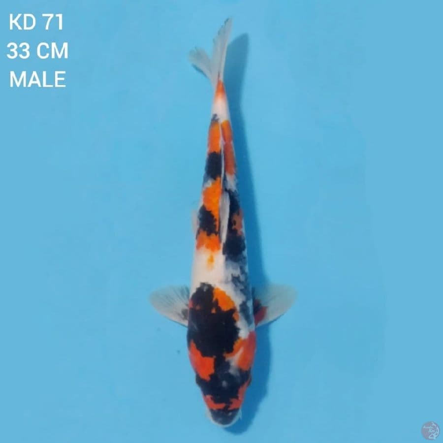 Kindai Showa Tategoi 33cm Male