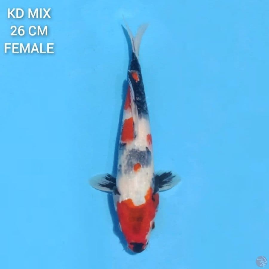 Kindai Showa 26cm Female