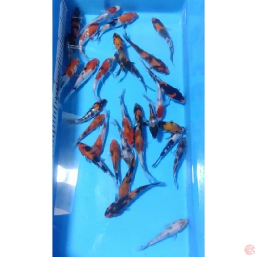Paket 30 Ekor 8-13cm