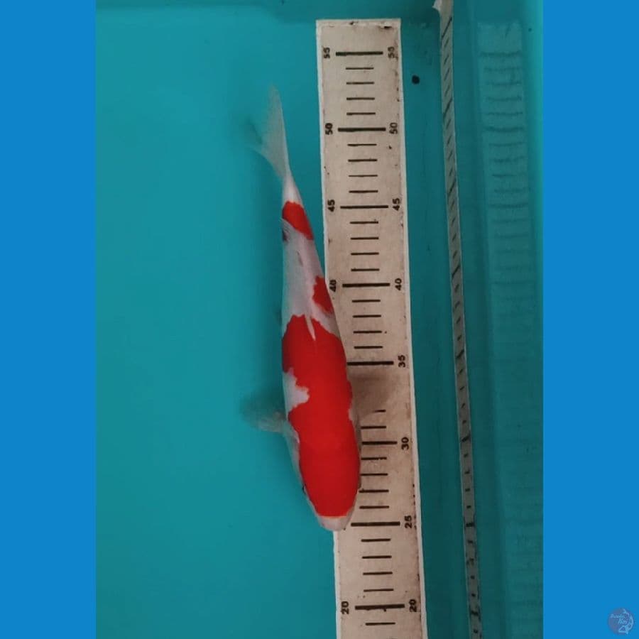 kohaku