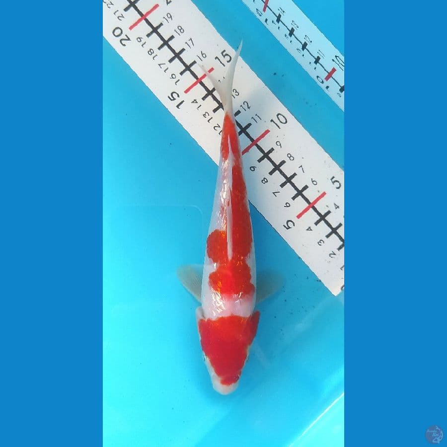 KOHAKU GINRIN 18 CM