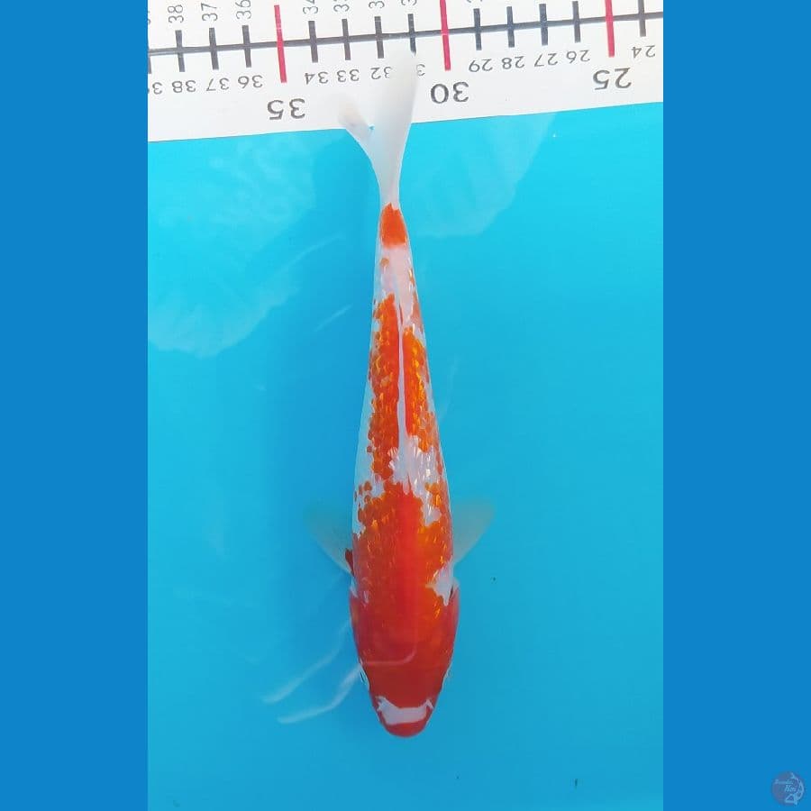 KOHAKU GINRIN 20 CM