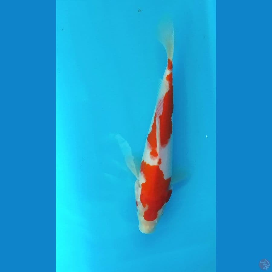 KOHAKU 21 CM