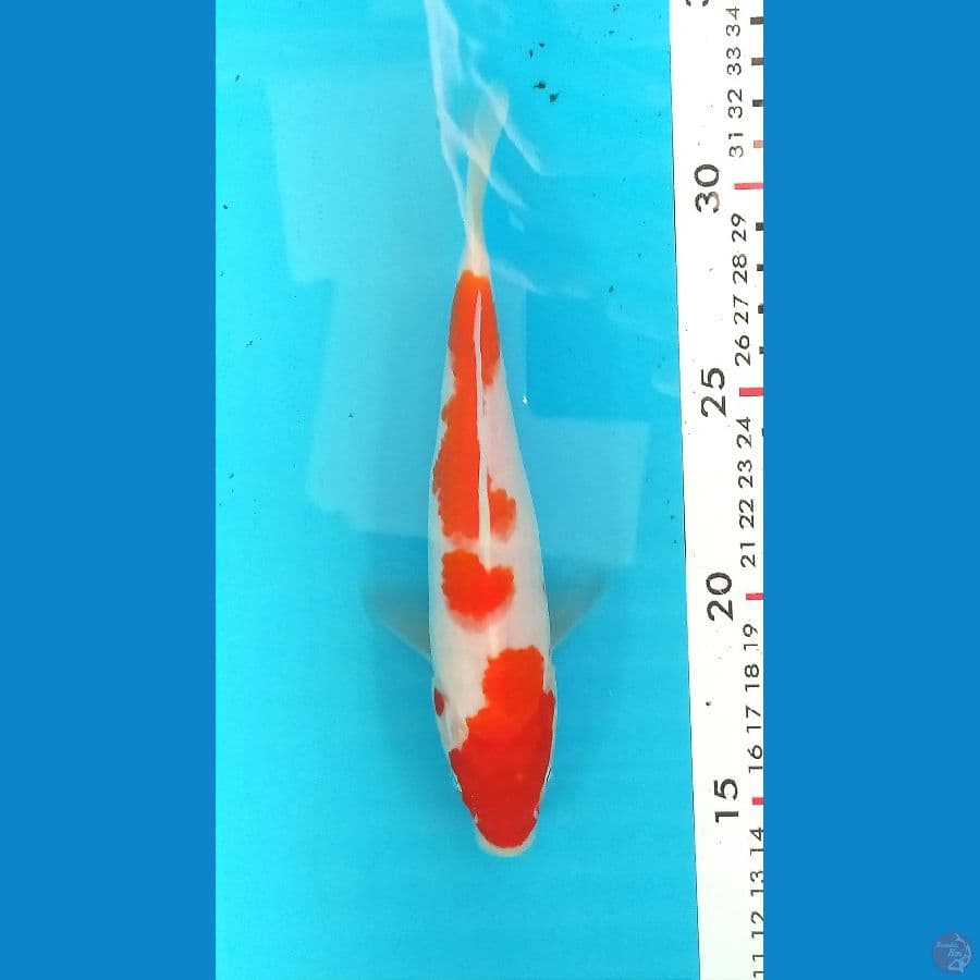 KOHAKU 18 CM