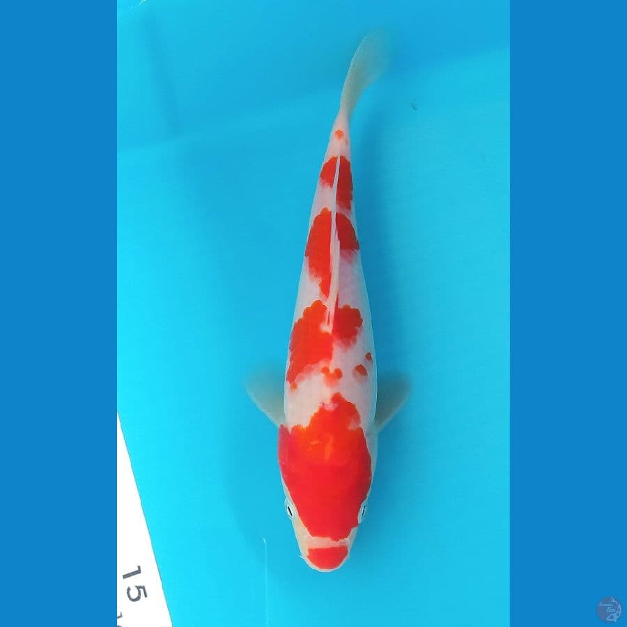 KOHAKU 19 CM