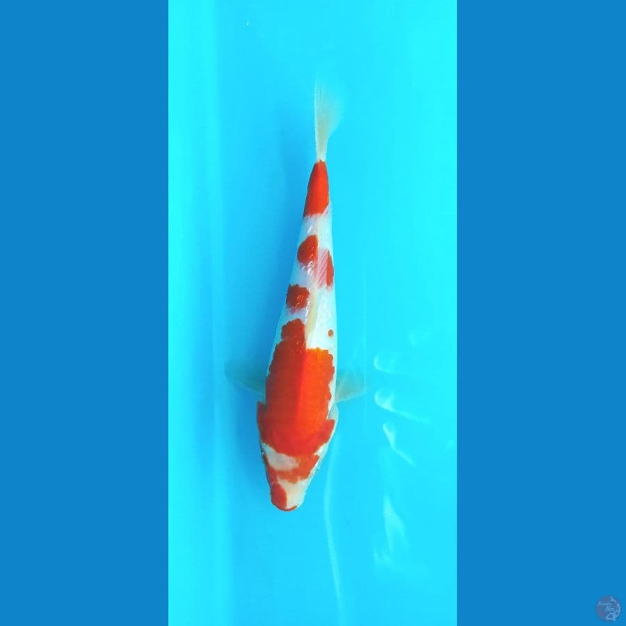 KOHAKU GINRIN 19 CM