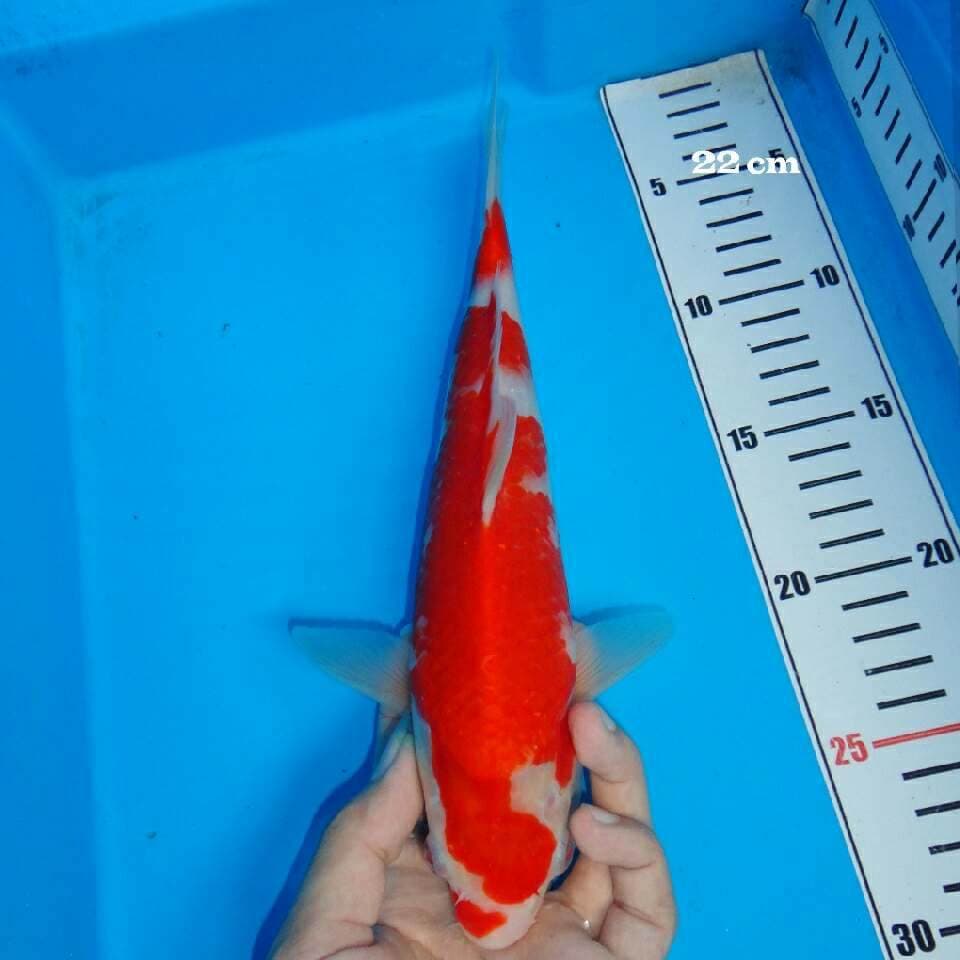 Super red capuera Quality