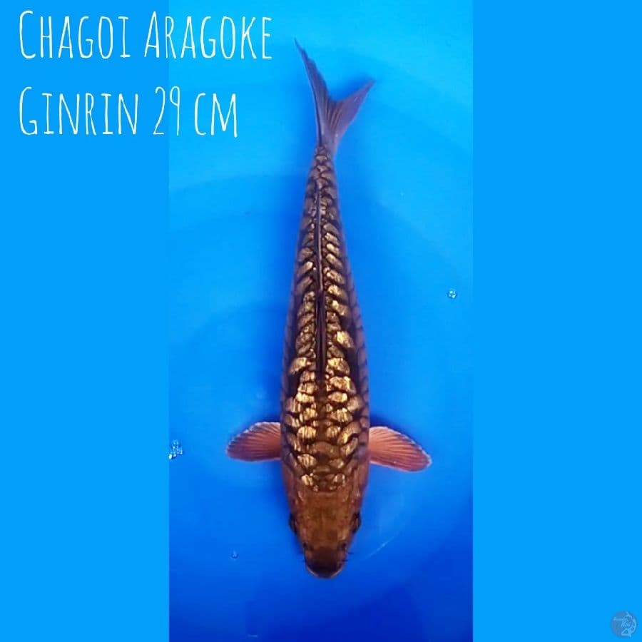 Chagoi Aragoke Ginrin 29 cm
