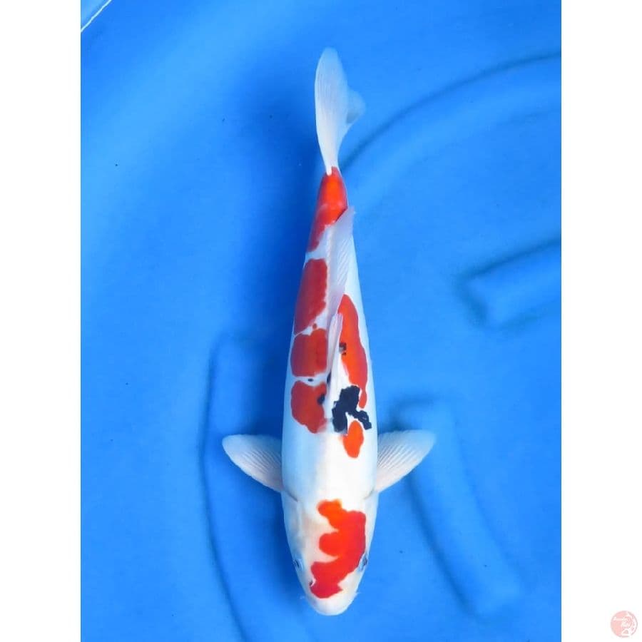 Jumbo sanke Doitsu - 38cm