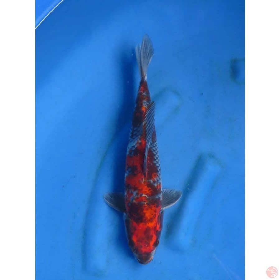 Red Kage Showa - 35cm
