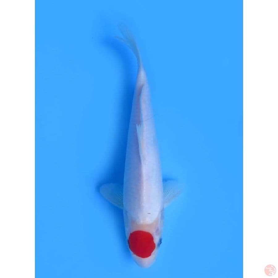 Tancho Original - 29cm