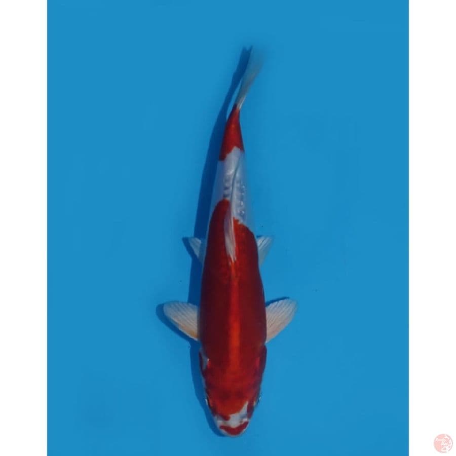 Kinkushui - 20cm