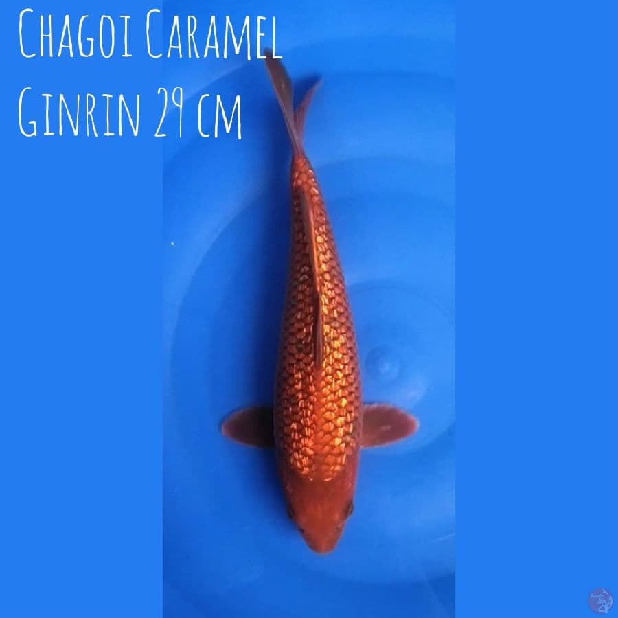 Chagoi Caramel Ginrin 29 cm
