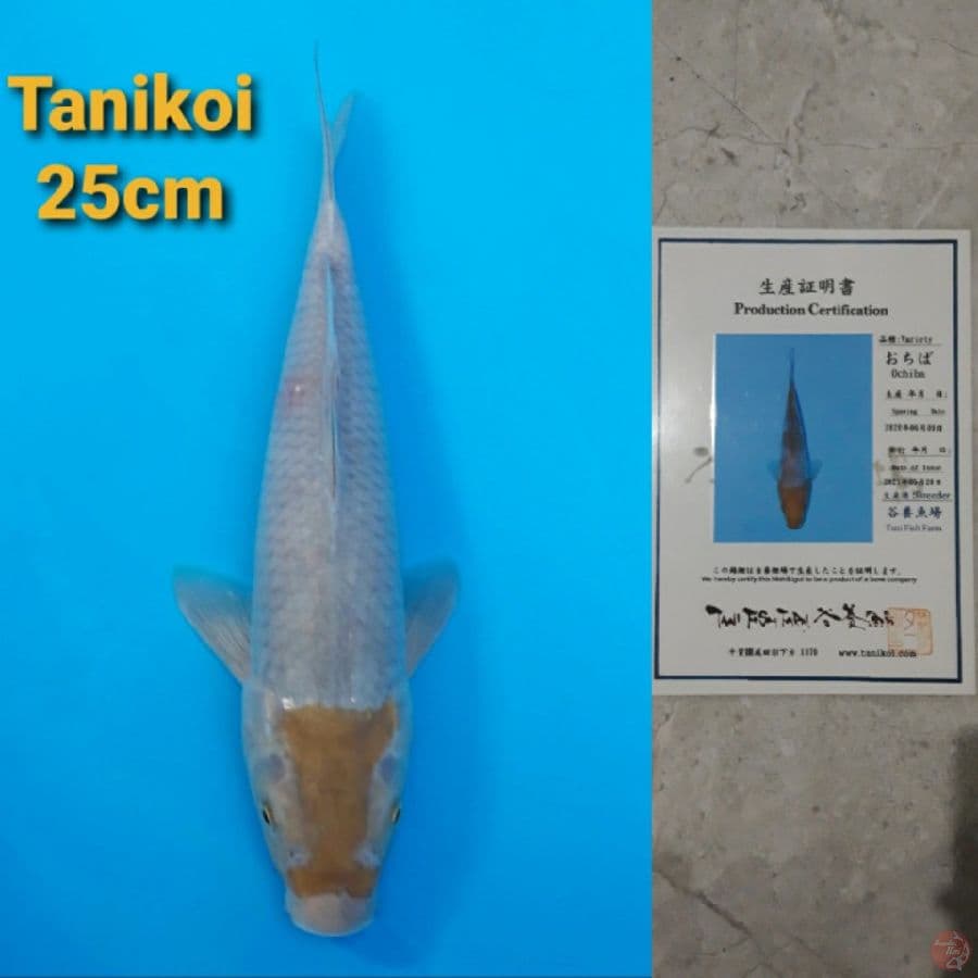 TANIKOI OCHIBA 25CM
