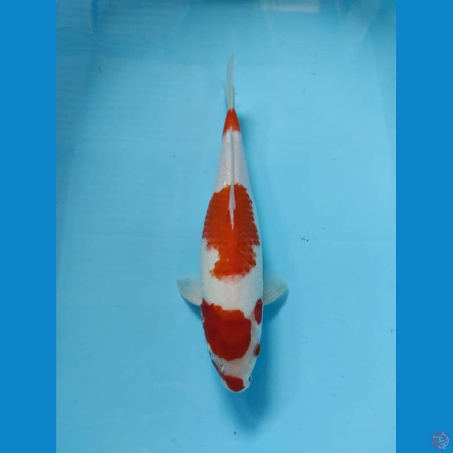 kohaku josss 35cm