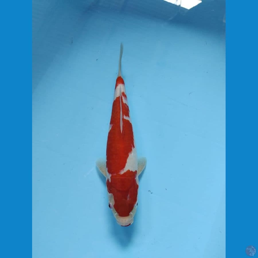 kohaku meraj joss 28cm