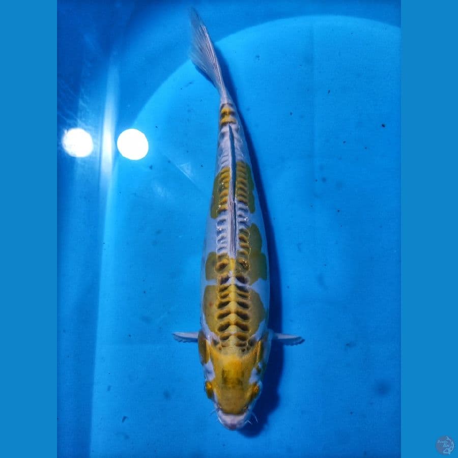 KUJAKU DOITSU 32 CM