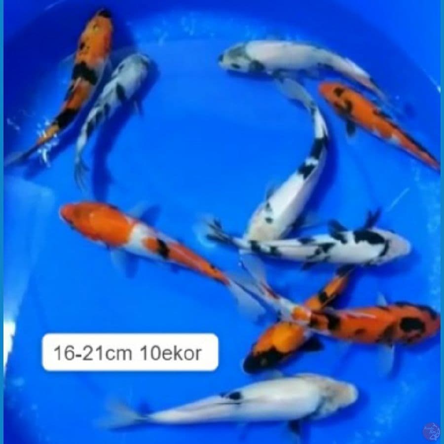 paket mix