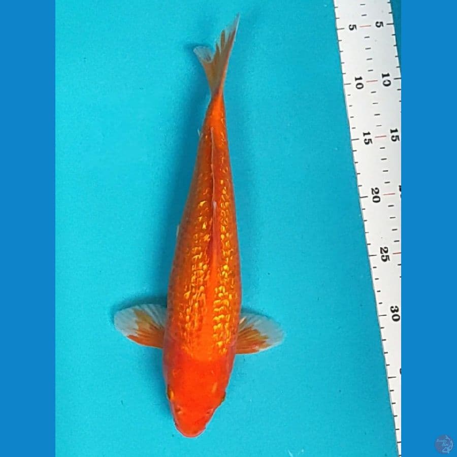 hajiro ginrin 32cm male