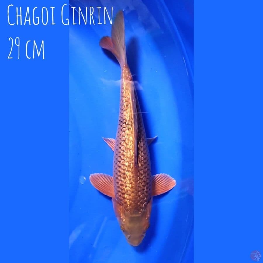 Chagoi Ginrin 29 cm