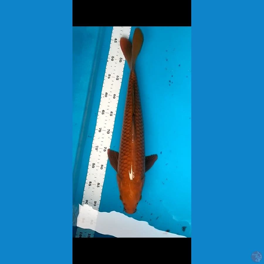 caghoi tembaga