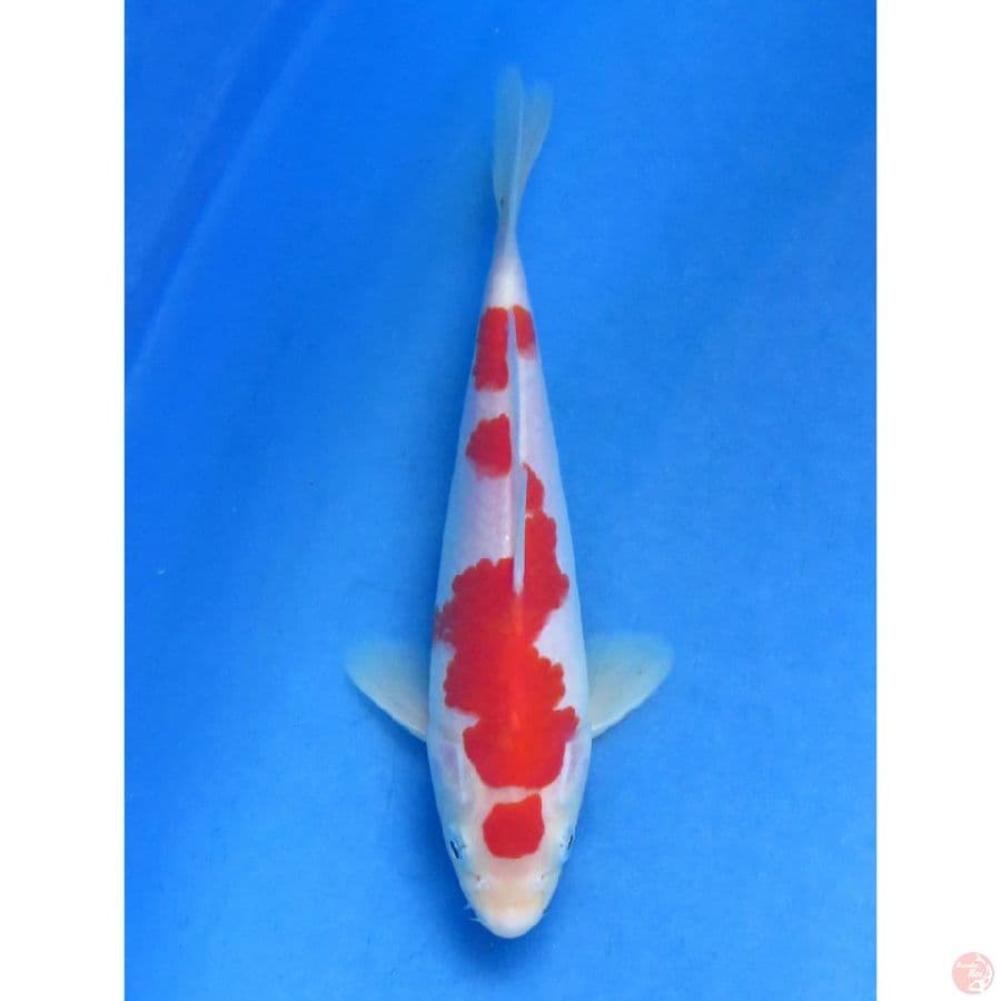 Kohaku SQ - 20cm